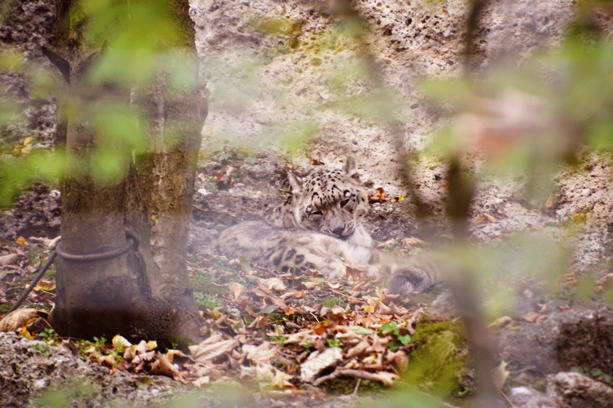 Snowleopard